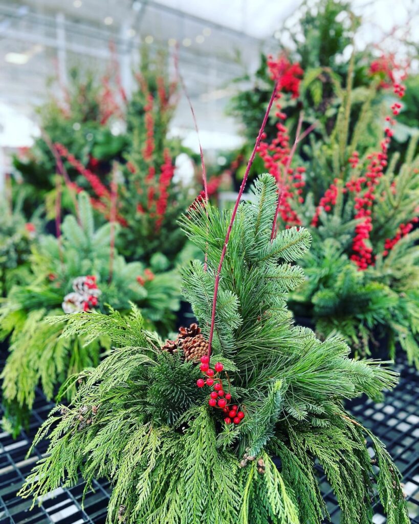 Winter Porch Pot Greenery with Red Accents