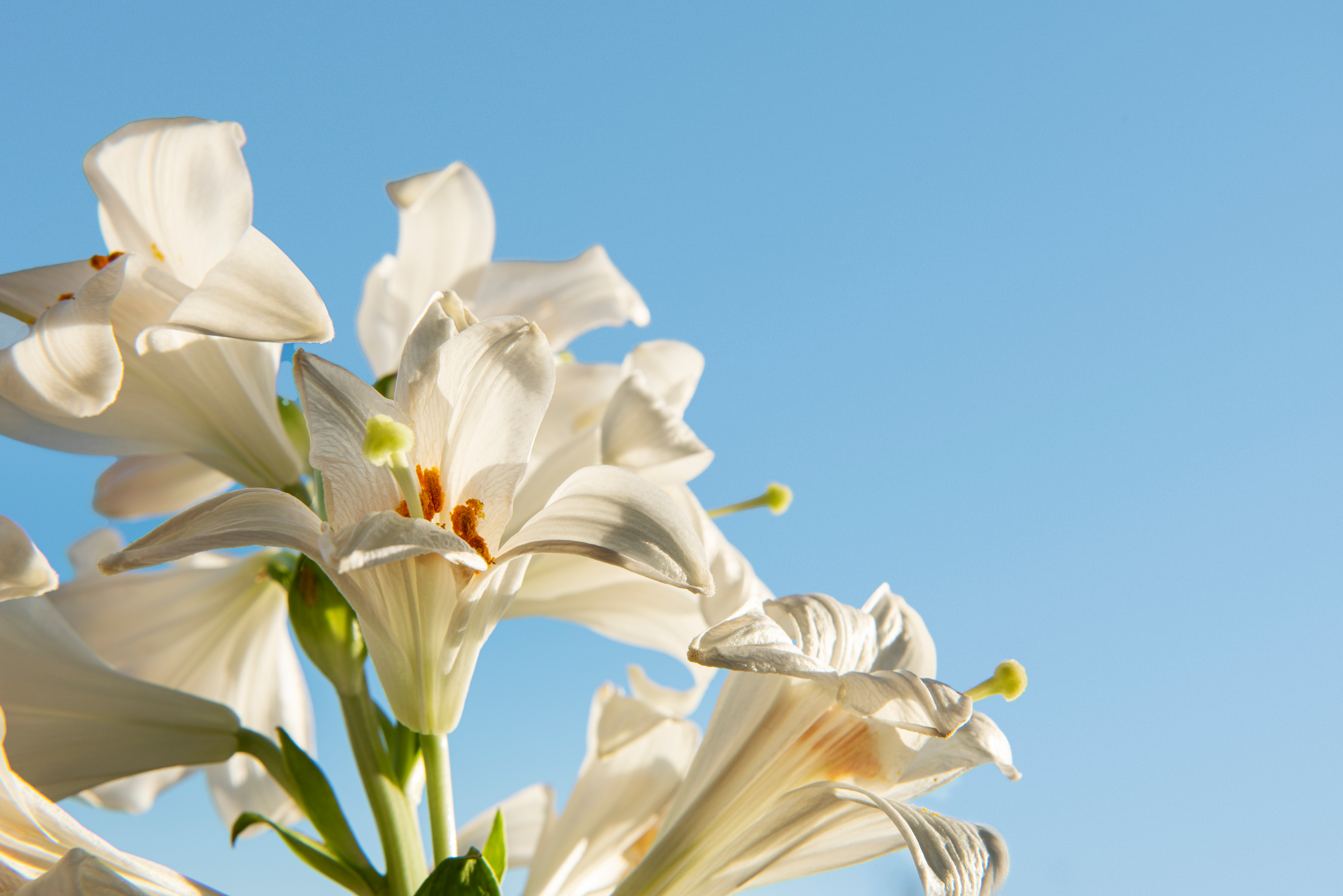 White lilys against a light blue sky