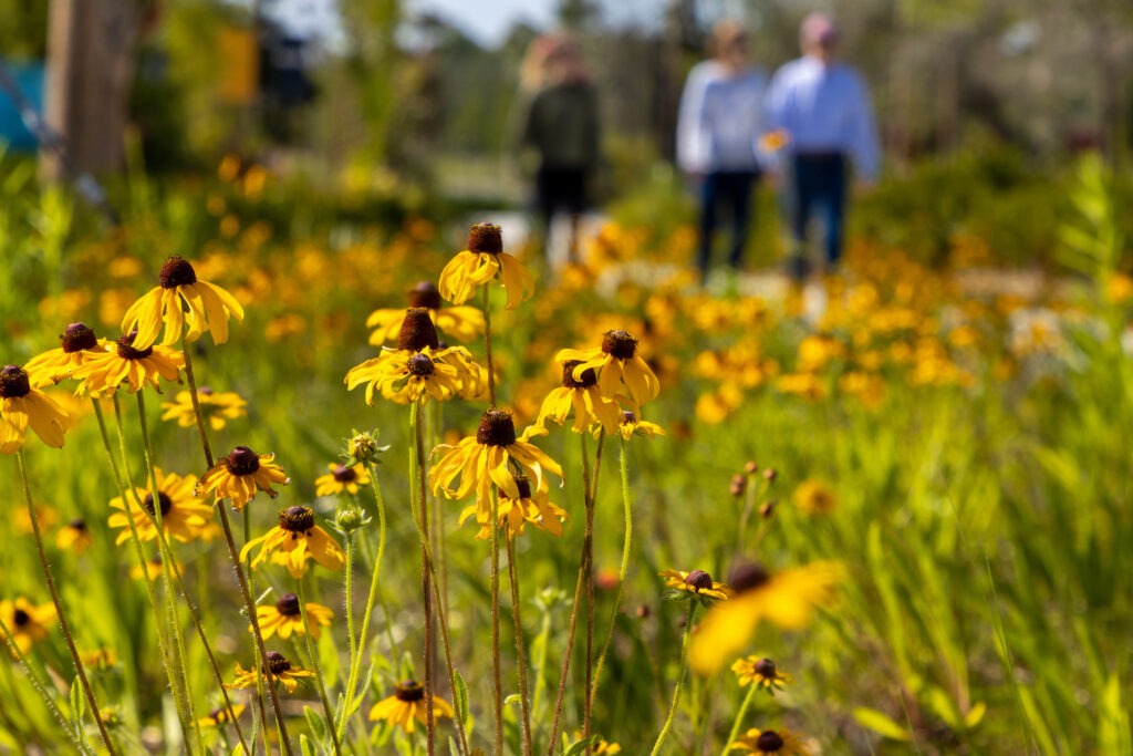 Field of yellow flowers with blurred figures in the background.
