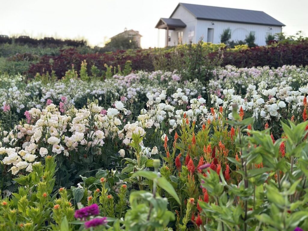 flower field