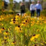 Field of yellow flowers with blurred figures in the background.