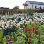 flower field